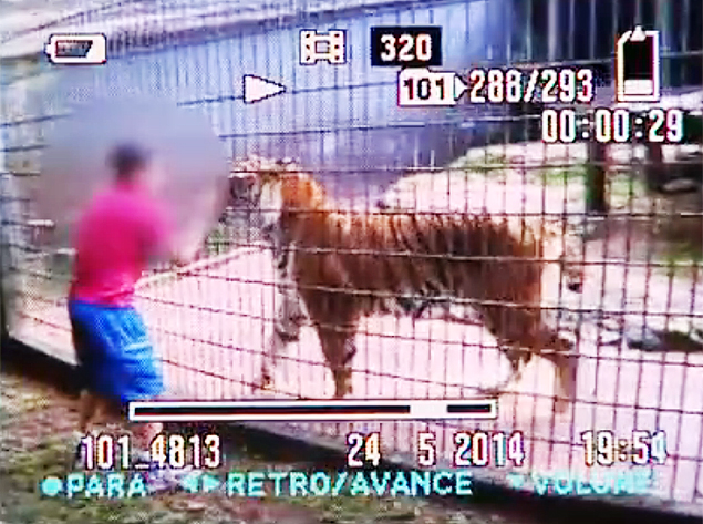 Menino de 11 anos atacado por tigre em zoolgico no Paran tem o brao amputado