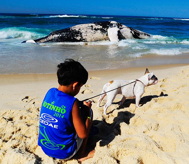 Baleia encalhada em praia na zona oeste do Rio; animal tem aproximadamente 12 metros