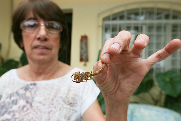 Marlene mostra escorpio encontrado em sua casa, na Lapa; moradores reclamam de infestao
