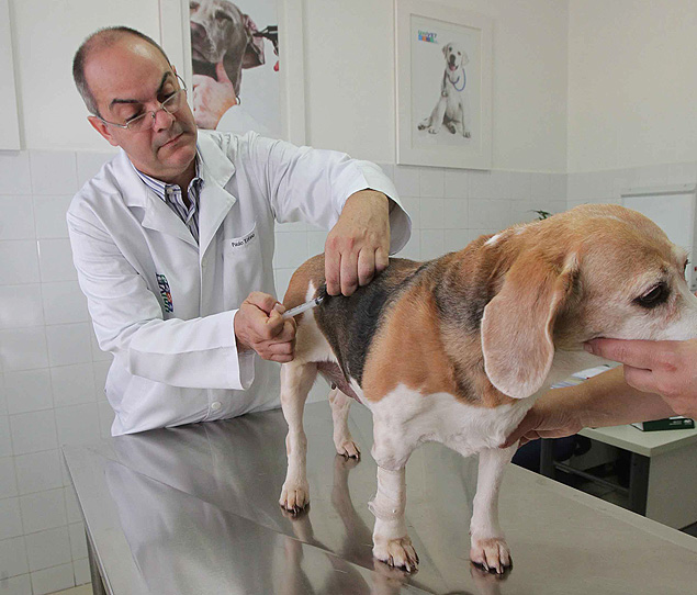 O veterinrio Paulo Tofano Neto vacina co em sua clnica em Ribeiro Preto