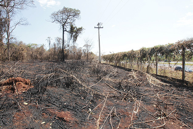 Mata de Santa Tereza, em Ribeiro Preto, aps incndio