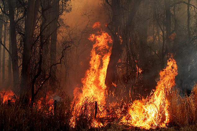 Mata na fazenda experimental de Ribeiro, s margens da av. Bandeirantes, registra incndio nesta 4