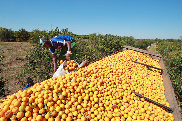 Trabalhadores carregam caminho com laranja em propriedade de Taquaritinga, na regio de Ribeiro 