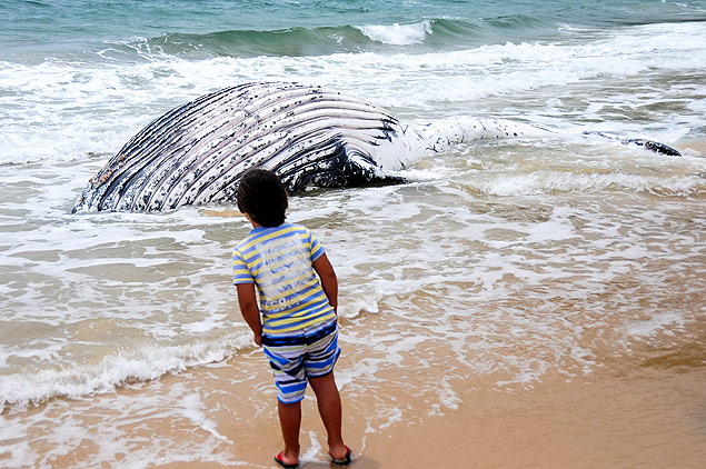 Menino observa baleia jubarte encontrada morta na praia dos Ingleses, em Santa Catarina