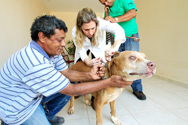 A veterinria Mariana Miotto, 32, implanta microchip em pit bull, em Jaboticabal