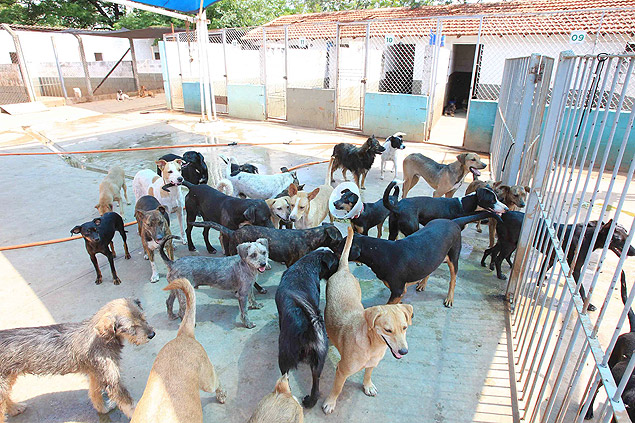 Canil municipal de Mato, onde 17 animais morreram devido  chuva da ltima tera-feira (4)