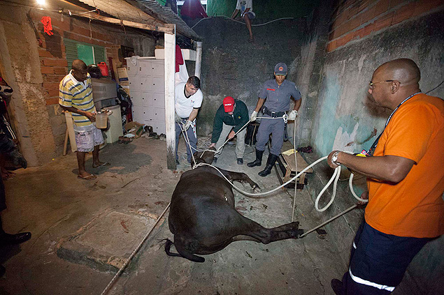 Bombeiros e agentes da zoonoses de Guarulhos fazem o resgate da vaca que caiu do telhado