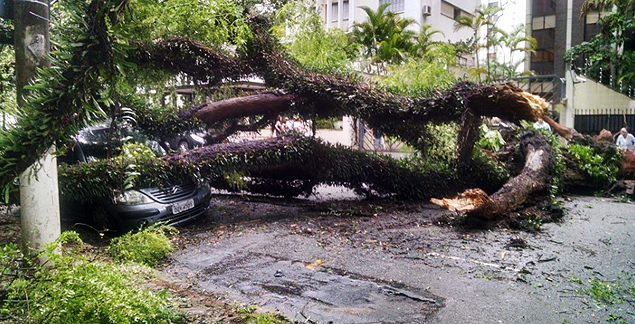 Árvore cai na rua Itacolomi, em Higienópolis, região central de SP, e atinge dois carros; ninguém se feriu