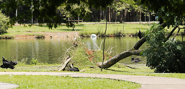 Lago do parque Ibirapuera onde uma recm-nascida foi encontrada morta nesta segunda