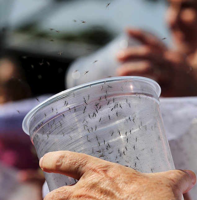 Genetically modified male Aedes aegypti mosquitoes are released in Piracicaba, Brazil 