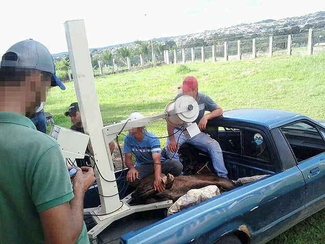 Profissionais de sade em Rondnia usam raio X para examinar mula em caminhonete