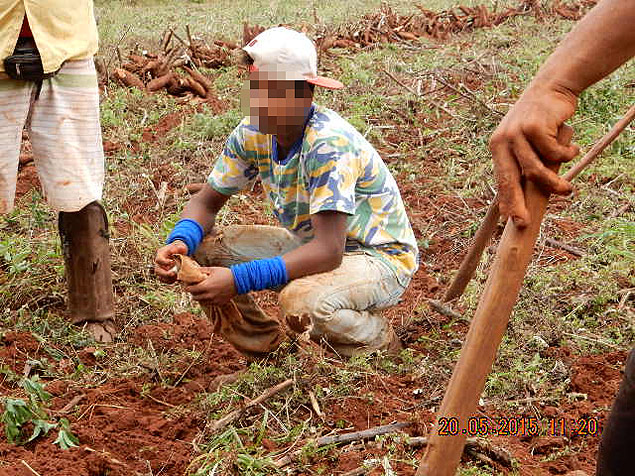 Jovens flagrados em lavoura de mandioca, em Bauru (SP), em trabalho irregular
