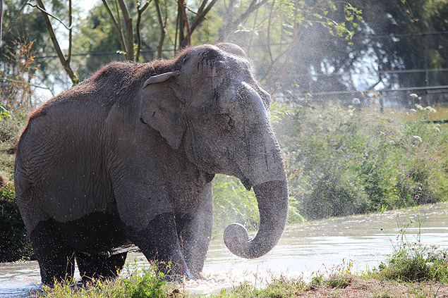 A elefanta Ramba, que viveu na Argentina e no Chile, vir para o santurio brasileiro