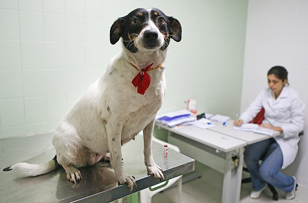 SAO PAULO/SP BRASIL. 23/07/2015 - A veterinaria, Priscila Ribeiro,31 aplica vacina na cadela Esmeralda - O Ministerio da Saude atrasara o repasse de vacinas para caes e gatos contra a raiva.(foto: Zanone Fraissat/FOLHAPRESS, COTIDIANO)***EXCLUSIVO***