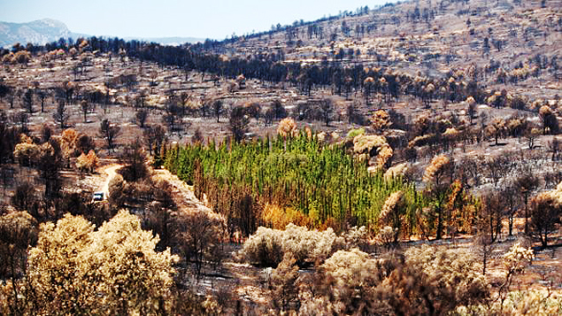 Desvendado mistério das árvores que resistem a incêndios florestais