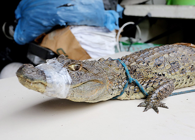 The police operation ended with a dead teenager, the seizure of an alligator and 4,000 students out of school 
