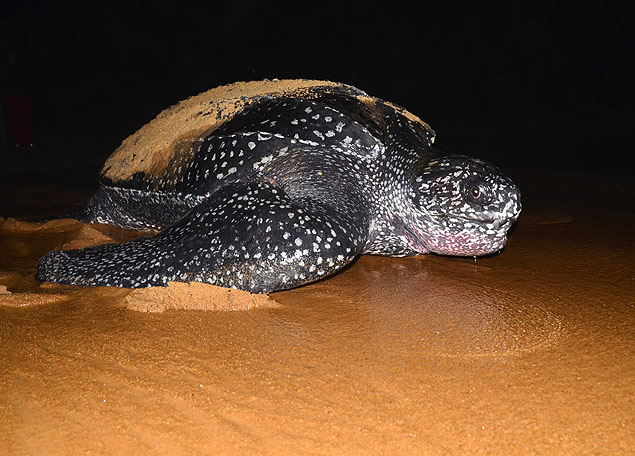 A tartaruga-gigante (Dermochelys coriacea), em risco de extinção, desova na região da foz do rio Doce, que será atingida pelo "mar de lama" das barragens de Mariana (MG) 