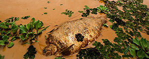 Peixe morto no rio Doce – Fabio Braga - 15.nov.2015/Folhapress Peixe morto no rio Doce – Fabio Braga - 15.nov.2015/Folhapress