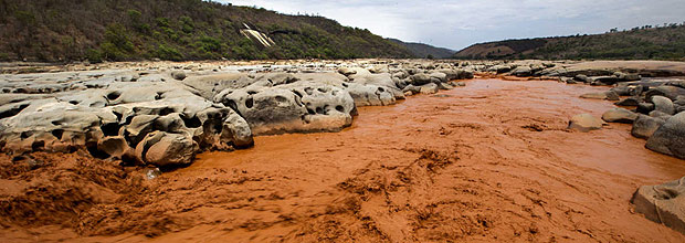 Animais mortos pela rio de lama vindo do rompimento da barragem em Mariana (MG)