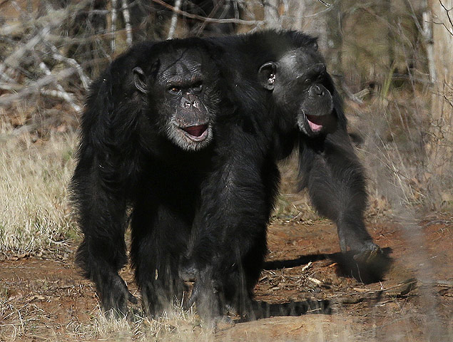 Chimpanzs no santurio Chimp Haven, em Keithville (EUA)