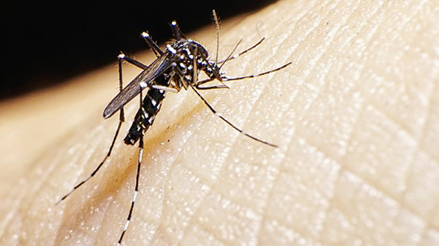 El virus zika es transmitido por el mosquito Aedes aegypti 