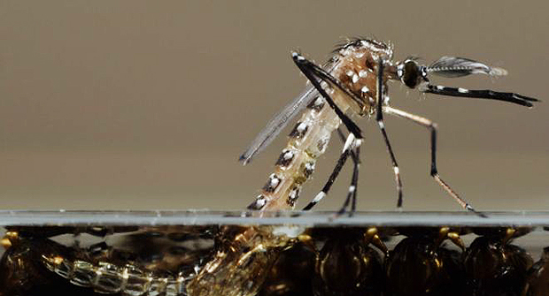 O mosquito _Aedes aegypti_, transmissor da dengue, zika e chikungunya