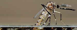 O mosquito aedes aegypti – Associated Press O mosquito aedes aegypti – Associated Press