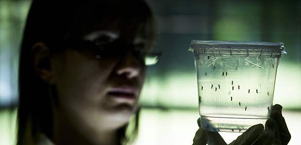 Pesquisadora analisa mosquito Aedes aegypti em laboratório na Universidade de São Paulo