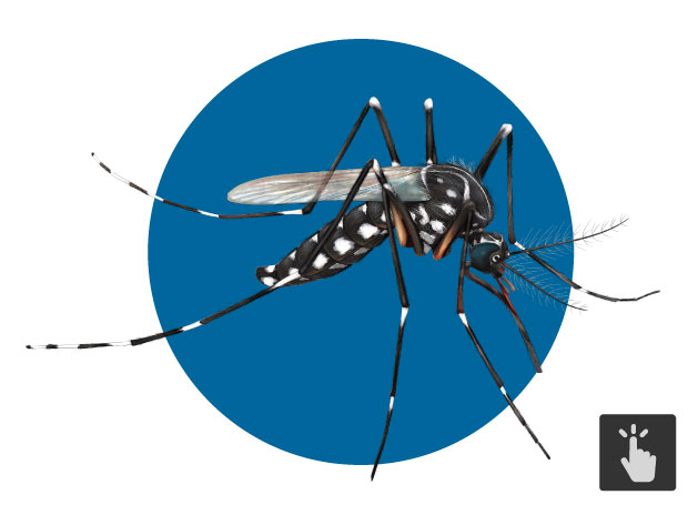 Saiba mais sobre o _Aedes aegypti_, transmissor da dengue, do vrus da zika e da chikungunya