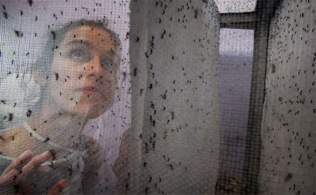 Pesquisadora olha mosquitos geneticamente modificados em fbrica de Campinas (SP)