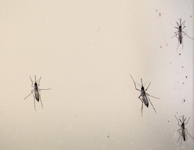 Mosquitos _Aedes aegypti_, transmissor da dengue e de outras doenas