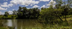 Lago de nascente que está sendo recuperada em fazenda de Jaguariúna (SP) – Adriano Vizoni/Folhapress