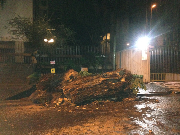 Árvore de grande porte cai na rua Pará, no bairro de Higienópolis, e danifica parte da calçada