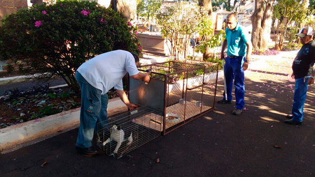 Gatos sao recolhidos por funcionarios da Prefeitura de Ribeirao Preto no cemiterio da Saudade 