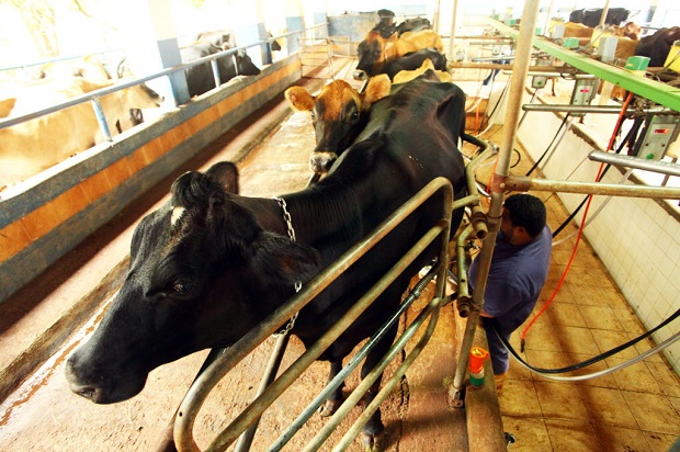 Brasil est distante dos lderes no setor de produo de leite
