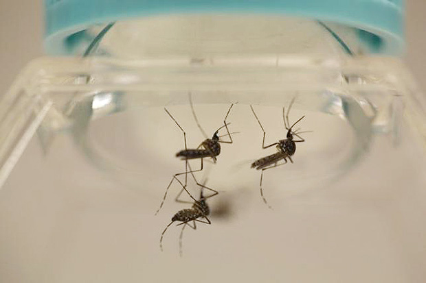 Mosquitos _Aedes aegypti_ so analisados em laboratrio americano