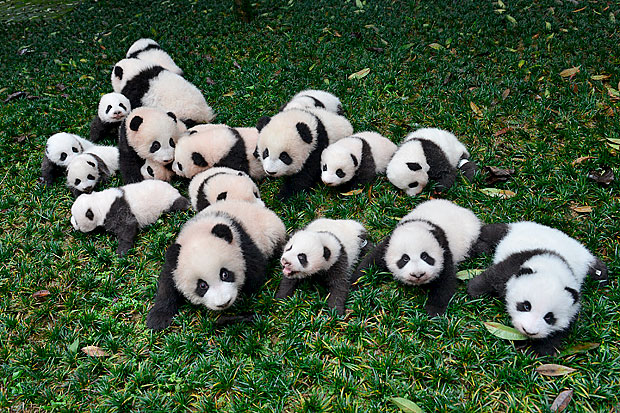 Bebs pandas gigantes posam para fotos na China, em 2015