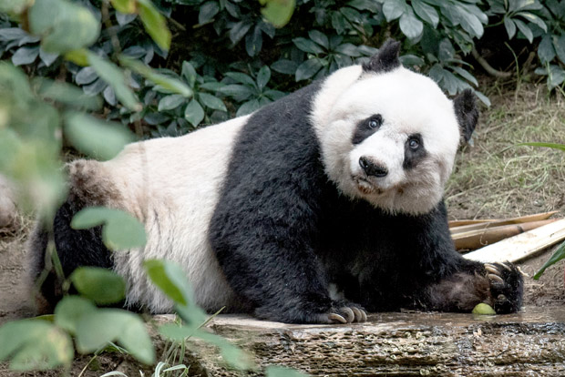 Panda gigante Jia Jia olha durante comemorao de seu aniversrio de 37 anos, em julho de 2015