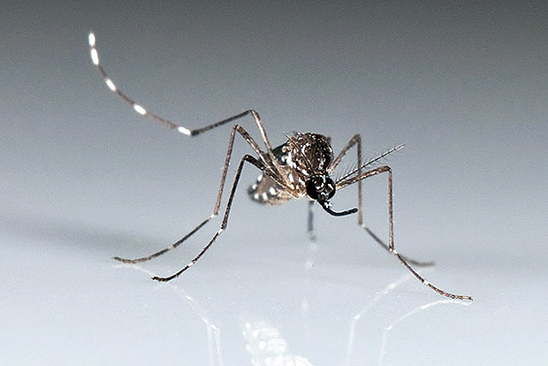 O mosquito _Aedes aegypti_, causador de doenças como dengue, zika e chikungunya