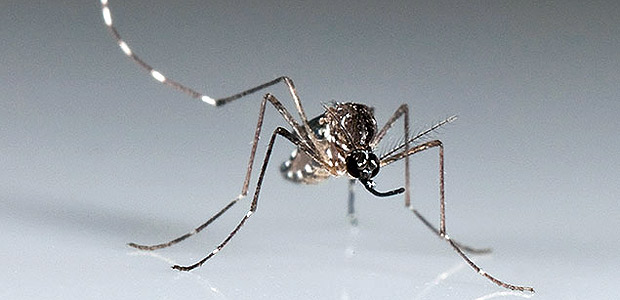 _Aedes aegypti_, mosquito que transmite virus da zika, chikungunya, e dengue