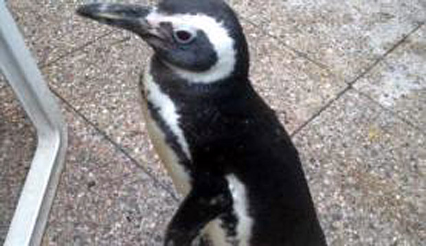Pinguim trocou o Rio de Janeiro pela Universidade Federal do Rio Grande do Sul