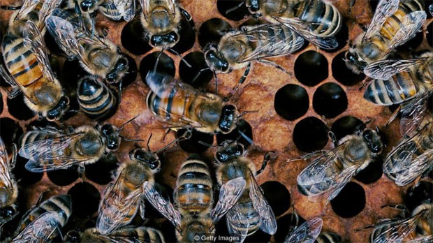 BBC. Por que as abelhas podem ser o segredo para a superinteligncia humana? Ferramenta usa a inteligncia coletiva das abelhas como modelo 