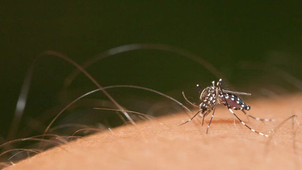 Nova epidemia de zika no seria to grande quanto em 2015, mas ainda no podemos afastar essa possibilidade', diz pesquisador