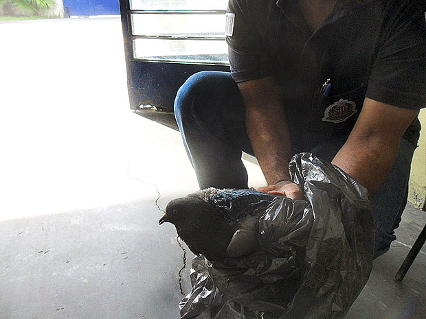 Agentes impedem entrada de aparelho celular costurado em pombo em presdio de Franco da Rocha (SP)