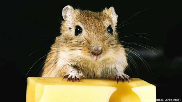 Experimento mostra aumento de 25% na longevidade de ratos de laboratrio que consumiram a espermidina, uma substncia encontrada em queijos envelhecidos