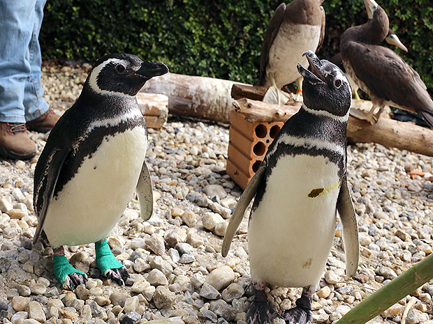 Pinguins encontrados debilitados no litoral sul do Estado