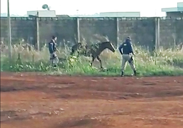 Agentes da PRF em Rio Verde (a 220 km de Goiânia), mataram a tiros dois cavalos na BR-060