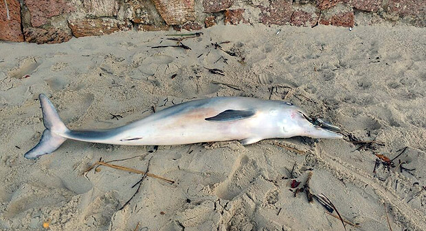Golfinho  encontrado morto com chinelo de borracha preso  boca 