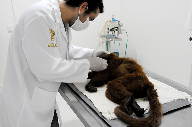Macaco ferido  tratado no zoolgico de Gramado, no Rio Grande do Sul