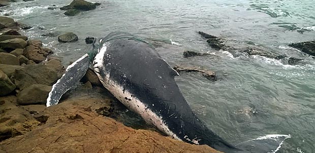 Baleia resgatada por mutiro em Arraial do Cabo, no final de semana,  encontrada morta 
